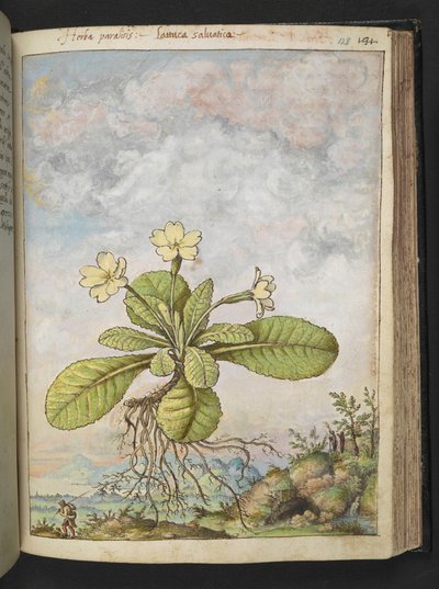 Primula vulgaris, uit "Schilderijen van Flora van de Romeinse Staten" door Gherardo Cibo door Gherardo Cibo