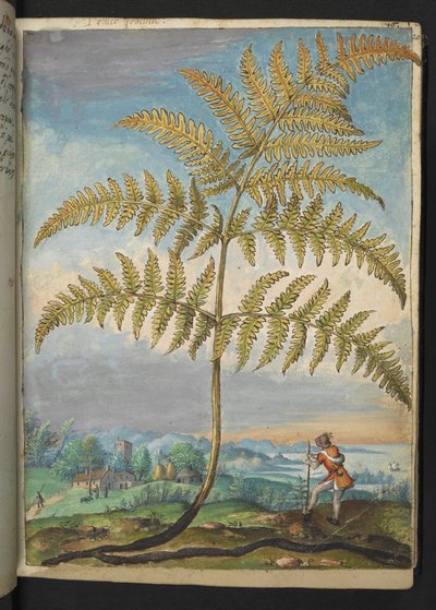 Pteridium aquilinium: Een varen, uit "Schilderijen van Flora van de Romeinse Staten" door Gherardo Cibo door Gherardo Cibo