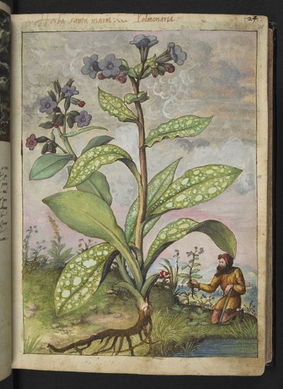 Pulmonaria officinalis, uit 