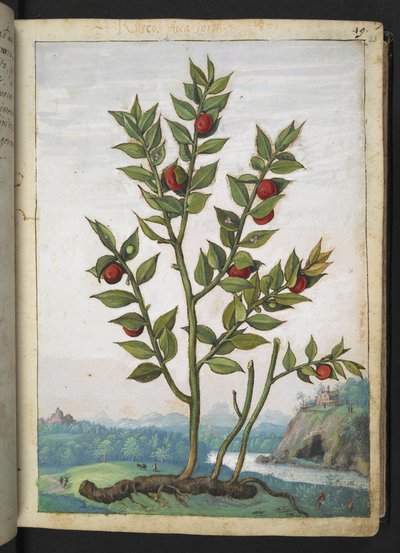 Ruscus aculeatus: Een plant met rode bessen, uit "Schilderijen van Flora van de Romeinse Staten" door Gherardo Cibo door Gherardo Cibo