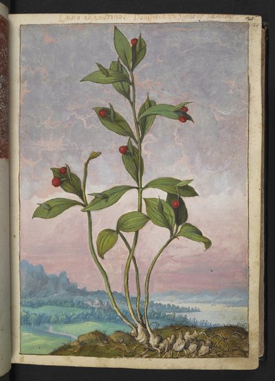 Ruscus hypoglossum: Een plant met rode bessen, uit "Schilderijen van Flora van de Romeinse Staten" door Gherardo Cibo door Gherardo Cibo
