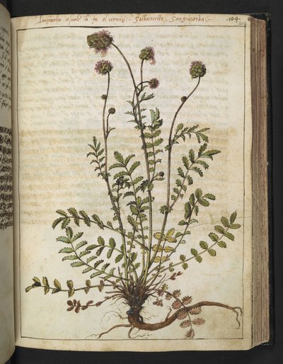 Sanguisorba minor, uit "Schilderijen van Flora van de Romeinse Staten" door Gherardo Cibo door Gherardo Cibo
