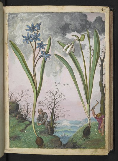 Scilla bifolia en Galanthus nivalis, uit "Schilderijen van Flora van de Romeinse Staten" door Gherardo Cibo, Add MS 22333, f035r, c.1564-84 door Gherardo Cibo
