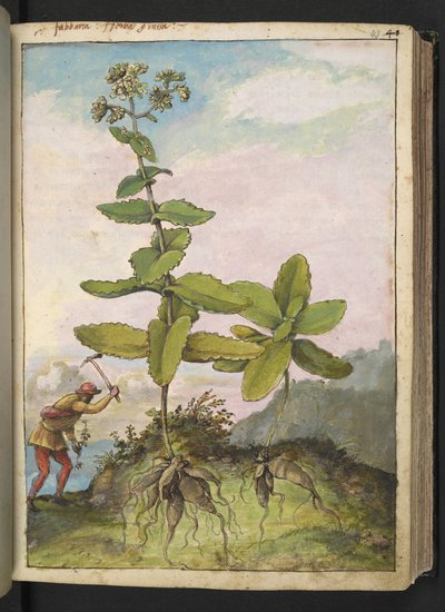 Sedum telephium, uit "Schilderijen van Flora van de Romeinse Staten" door Gherardo Cibo door Gherardo Cibo
