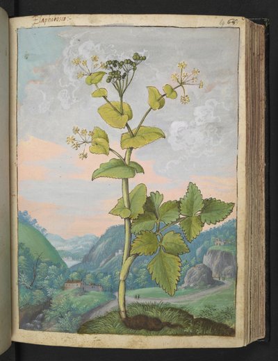 Smyrnium olusatrum, uit "Schilderijen van Flora van de Romeinse Staten" door Gherardo Cibo door Gherardo Cibo