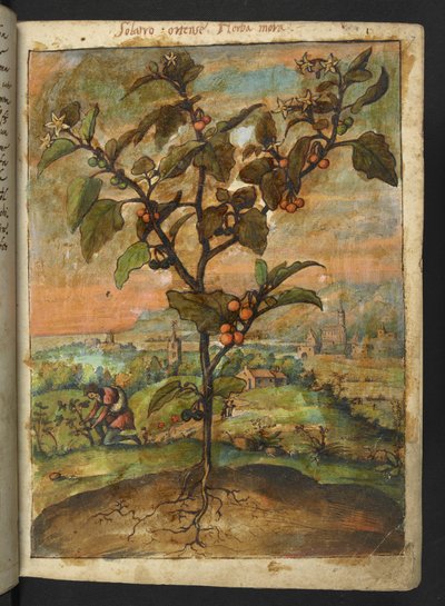 Solanum nigrum: Een plant met oranje vruchten, uit "Schilderijen van Flora van de Romeinse Staten" door Gherardo Cibo door Gherardo Cibo