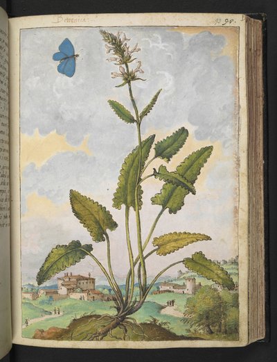 Stachys officinalis, uit 