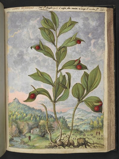 Streptopus amplexifolius (Gedraaide stengel), uit "Schilderijen van Flora van de Romeinse Staten" door Gherardo Cibo door Gherardo Cibo