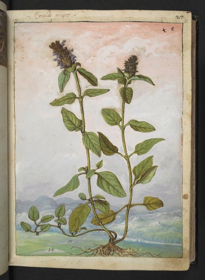 Symphytum bulbosum (Bolvormige smeerwortel), uit "Schilderijen van Flora van de Romeinse Staten" door Gherardo Cibo door Gherardo Cibo