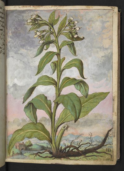 Symphytum officinale (Smeerwortel), uit "Schilderijen van Flora van de Romeinse Staten" door Gherardo Cibo door Gherardo Cibo