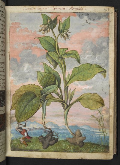 Symphytum tuberosum, uit 