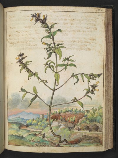 Hoge plant met groene bladeren en gele bloemen, uit "Schilderijen van Flora van de Romeinse Staten" door Gherardo Cibo door Gherardo Cibo