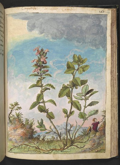 Teucrium chamaedrys (Echte Gamander), uit "Schilderijen van Flora van de Romeinse Staten" door Gherardo Cibo door Gherardo Cibo
