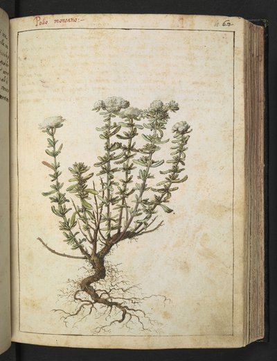 Teucrium montanum, uit "Schilderijen van Flora van de Romeinse Staten" door Gherardo Cibo door Gherardo Cibo