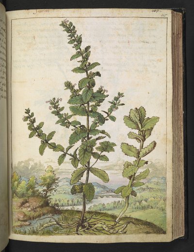 Teucrium scordium, uit 