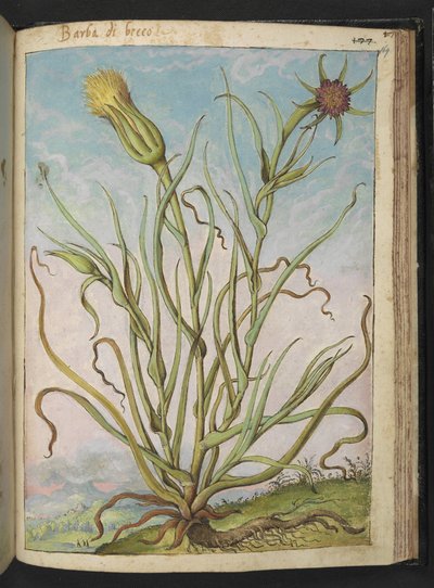 Tragopogon porrifolius, uit 