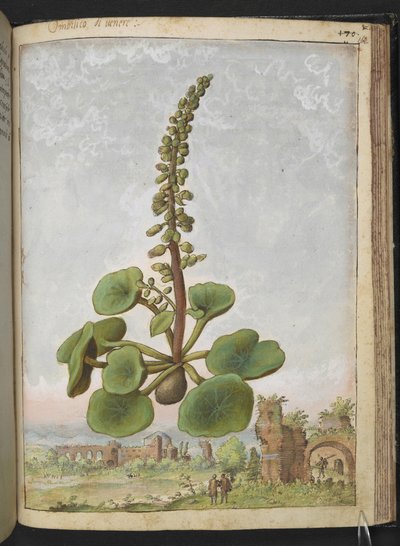 Umbilicus rupestris (Navelkruid): Eetbare bloeiende plant, uit "Schilderijen van Flora van de Romeinse Staten" door Gherardo Cibo door Gherardo Cibo