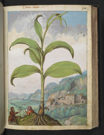 Veratrum nigrum, uit "Schilderijen van Flora van de Romeinse Staten" door Gherardo Cibo door Gherardo Cibo
