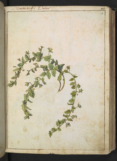 Veronica, uit "Schilderijen van Flora van de Romeinse Staten" door Gherardo Cibo door Gherardo Cibo