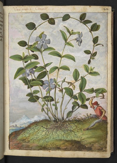 Vinca minor (Maagdenpalm), uit 