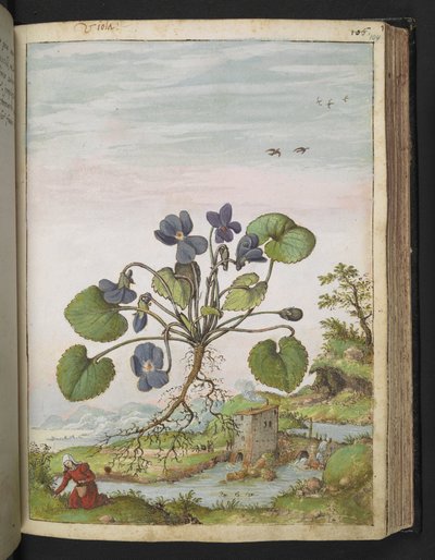Viola odorata, uit "Schilderijen van Flora van de Romeinse Staten" door Gherardo Cibo door Gherardo Cibo