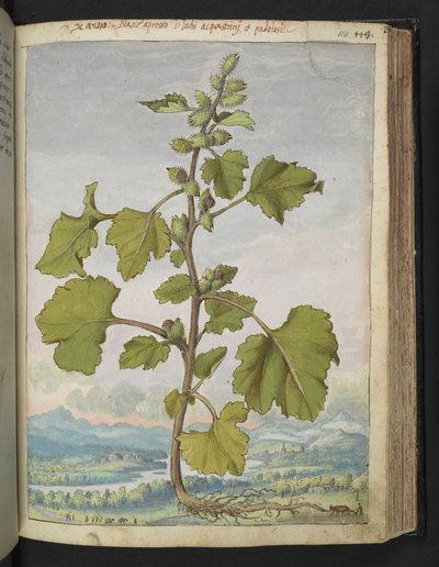Xanthium strumarium, uit 