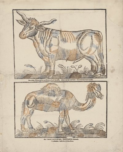 Os en kameel door Gijsbert de Groot Keur