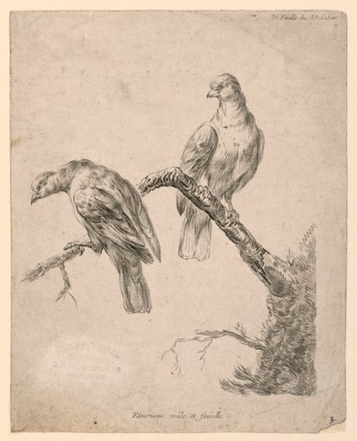 Twee Vogels op een Tak door Gilles Demarteau