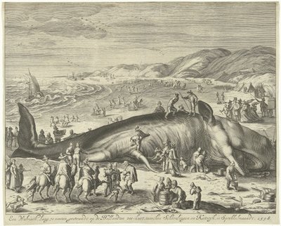 Gestrande walvis bij Berckhey, 1598 Een walvisch lang 70 voeten, gestrandt op de Hollandtse zee-kust, tusschen Schevelingen en Katwyk, in Sprokkelmaandt, 1598 door Gilliam van der Gouwen