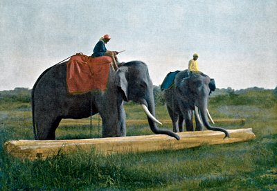 Olifanten verplaatsen een boomstam, Ceylon, ca. 1890 door Gillot
