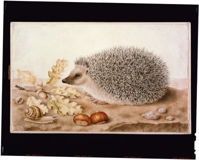 Een egel in een landschap door Giovanna Garzoni