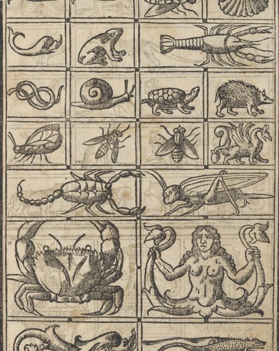 Essempio di recammi, pagina 11 recto door Giovanni Antonio Tagliente