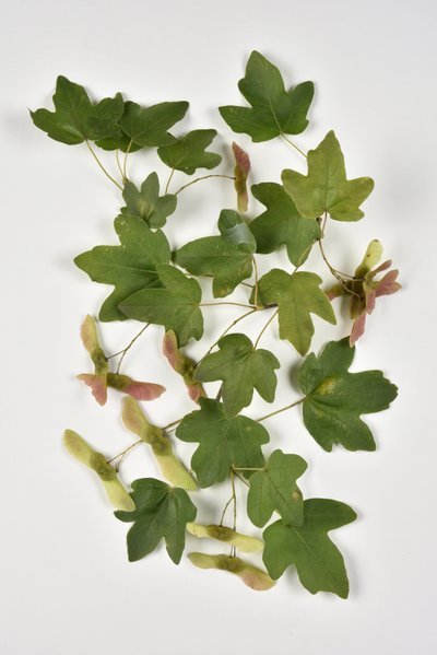 Campestre Acer/Kleine esdoorn door Phillipe de Marlier