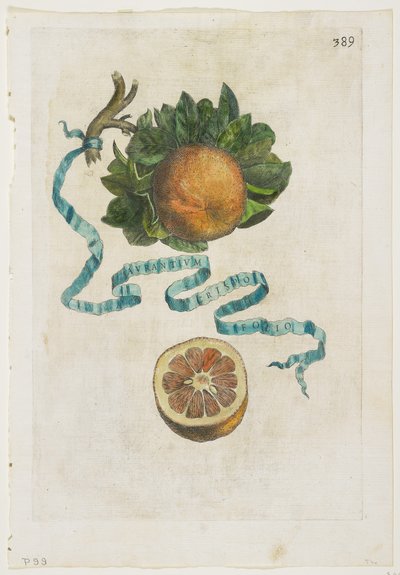 Aurantium Crispo Folio, uit Hesperides, 1646 door Giovanni Battista Ferrari