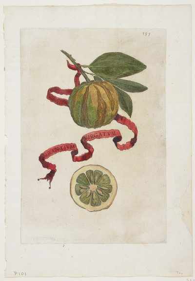 Aurantium Virgatum, uit Hesperides, 1646 door Giovanni Battista Ferrari