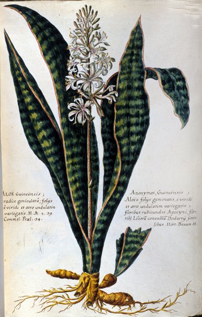 Aloë. Geneeskrachtige plant. Gravure - in "Historia botanica practica, seu plantarum, quae ad usum medicinae pertinent, nomenclatura, descriptio et virtutes..." door Giovanni Battista Morandi