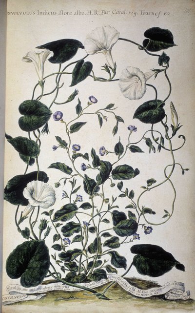 Botanische plaat: Variëteiten van winde. Convolvulus variëteiten (Convolvulus Indicus flora albo; Convolvulus Siculus). Giovanni Battista Morandi, Hortulus botanicus pictus sive collectio plantarum..., Volume I door Giovanni Battista Morandi