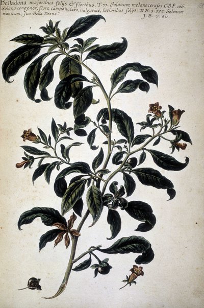 Botanische kaart: Belladona (Belladona Majoribus Folys) door Giovanni Battista Morandi