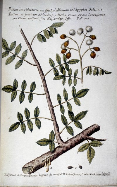 Opobalsamum (tak met hars) - In 