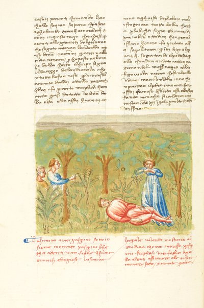 Decameron, De wijze plant - Dood van Pasquino , Vierde dag, kort verhaal 7. door Giovanni Boccaccio