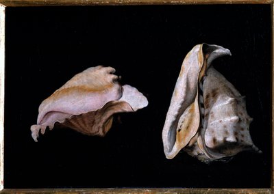 Twee schelpen (stilleven met zeeschelpen) door Giovanni Girolamo Savoldo