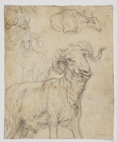 Ram en buffel, verso (krijt en aquarel tekening) door Giovanni da Udine (after)
