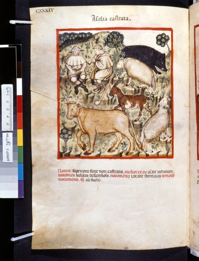 Theatrum sanitatis door Ububchasym de Baldach: 