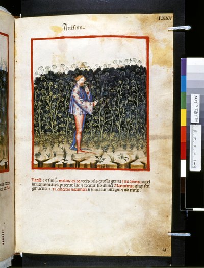 Theatrum sanitatis door Ububchasym de Baldach: 