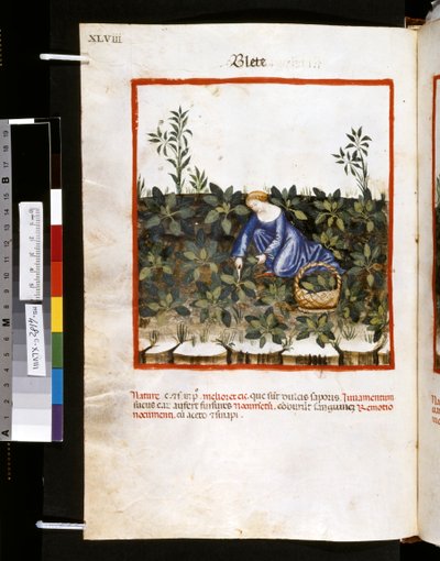 Theatrum sanitatis door Ububchasym de Baldach: 