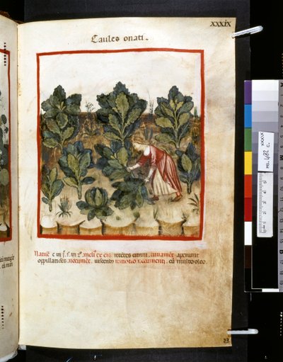 Theatrum sanitatis door Ububchasym de Baldach: 