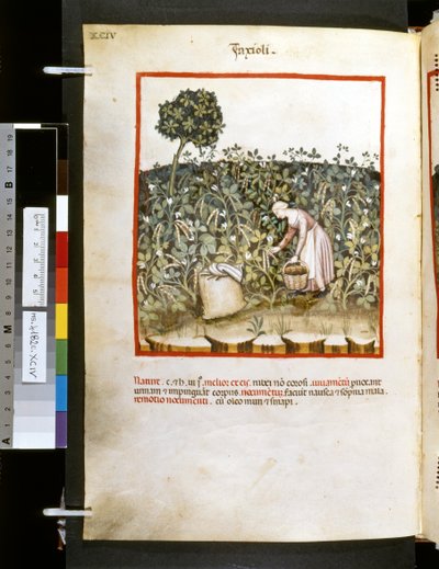 Theatrum sanitatis door Ububchasym de Baldach: 