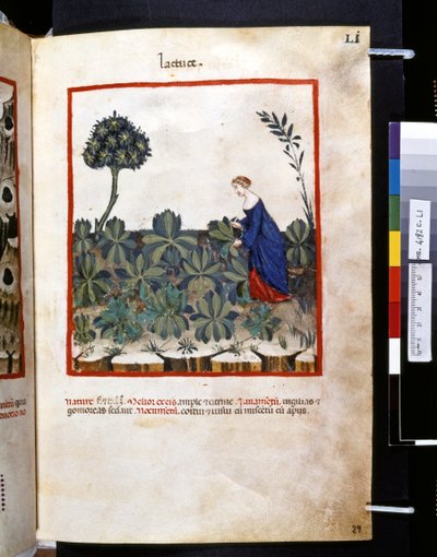 Theatrum sanitatis door Ububchasym de Baldach: 