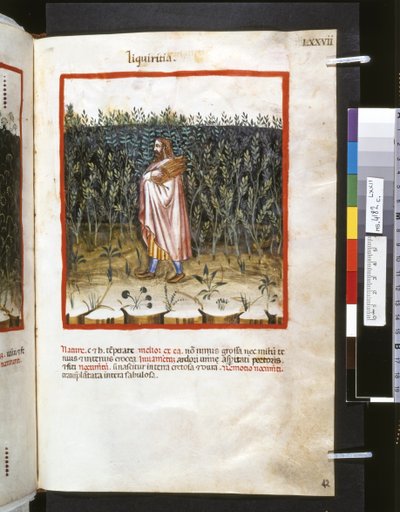 Theatrum sanitatis door Ububchasym de Baldach: 