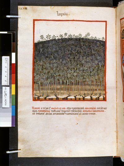 Theatrum sanitatis door Ububchasym de Baldach: 